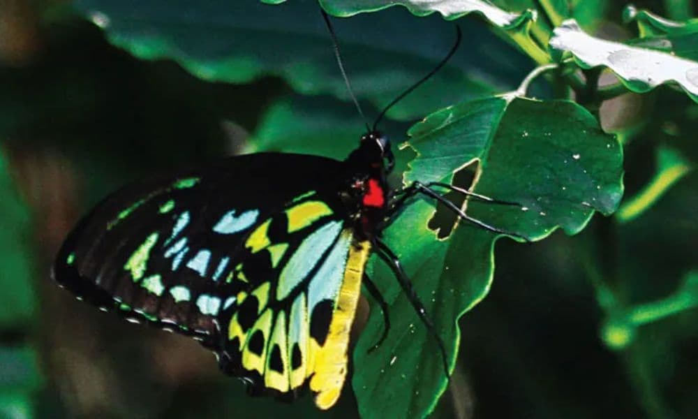 Crocodile Express Daintree Cruise from Daintree Gateway - image 6